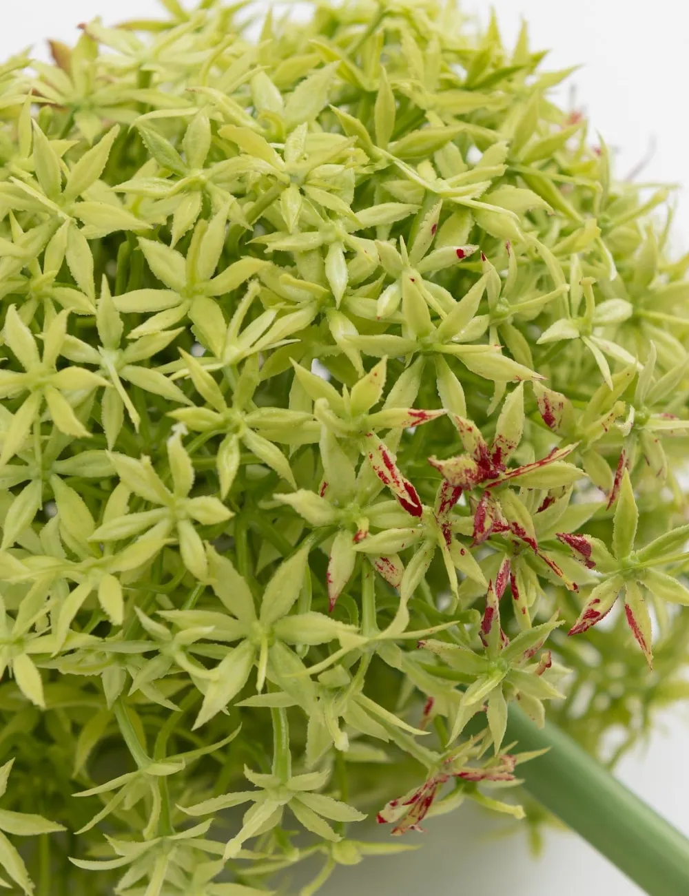 COCOmaison Allium spray fleur artificielle H90cm - Vert Online