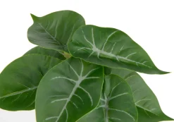 COCOmaison Anthurium Mini Bush H13cm fleur - Vert Hot