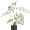 COCOmaison Caladium H60cm plante artificielle - Vert Online