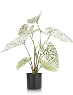 COCOmaison Caladium H60cm plante artificielle - Vert Online