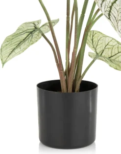 COCOmaison Caladium H60cm plante artificielle - Vert Online