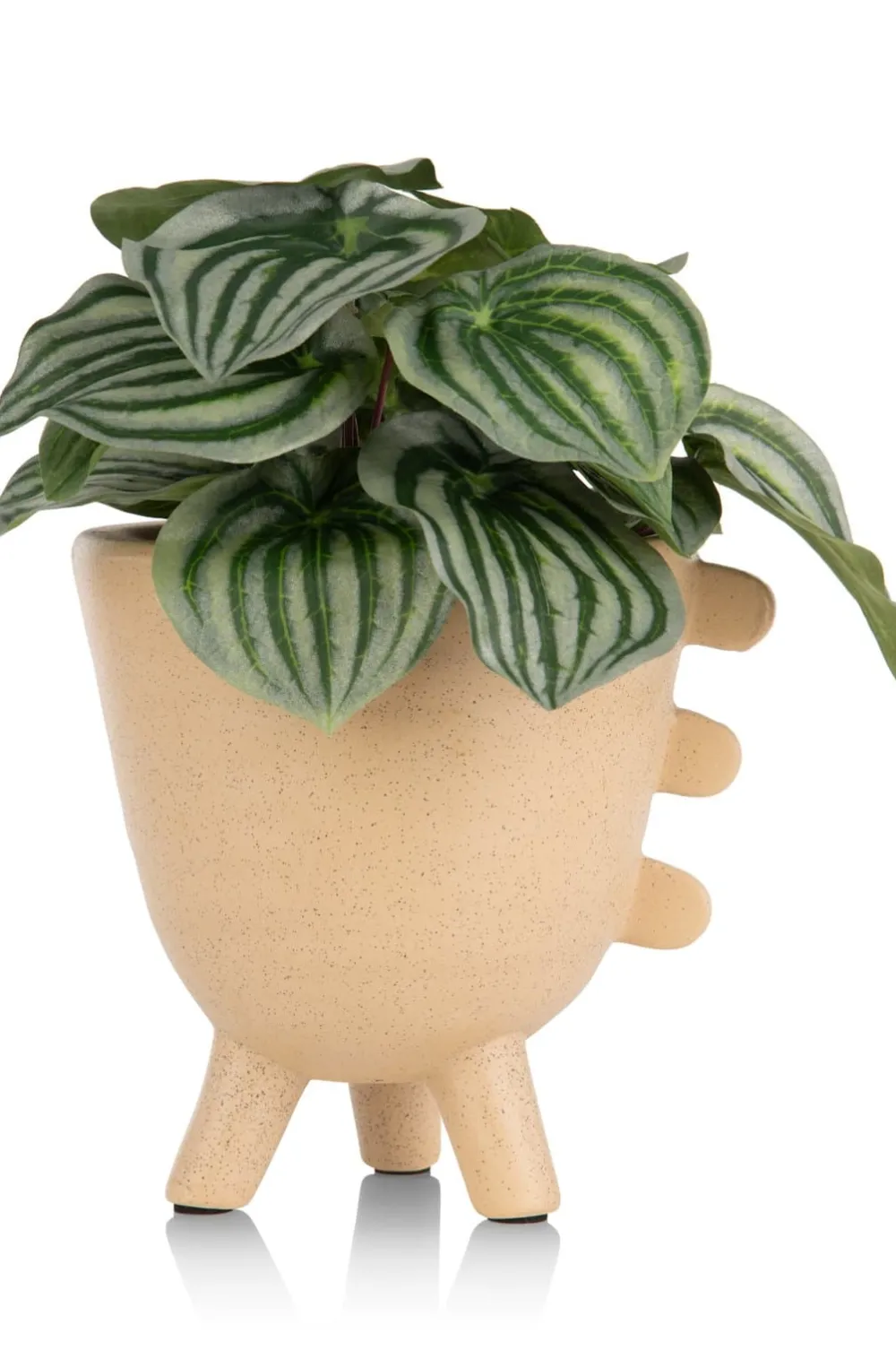 COCOmaison Peperomia Bush H25cm fleur - Vert Discount