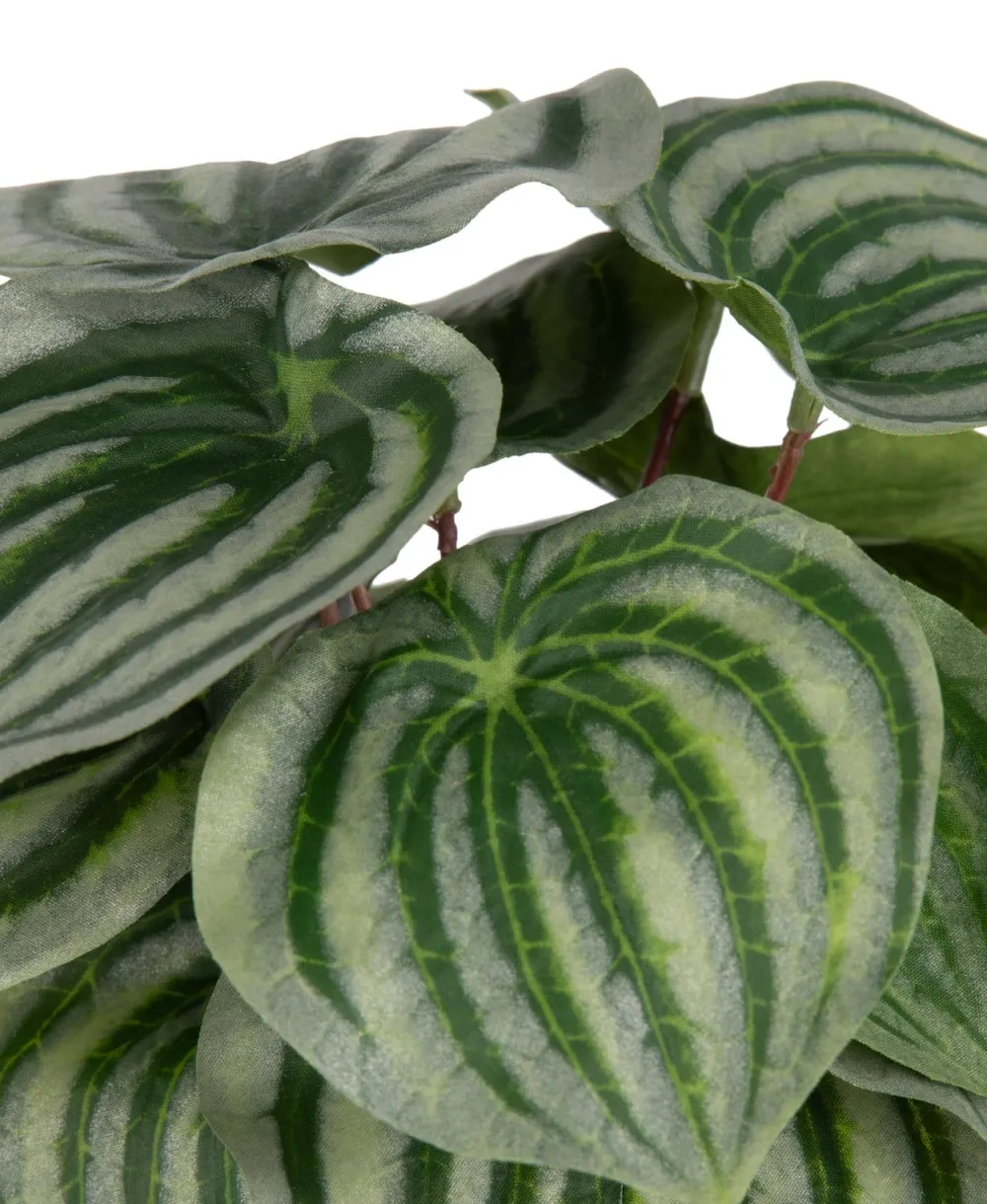 COCOmaison Peperomia Bush H25cm fleur - Vert Discount