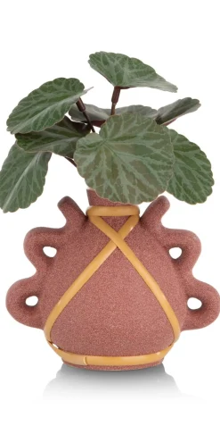 COCOmaison Saxifrage Mini Bush H13cm fleur - Vert Best