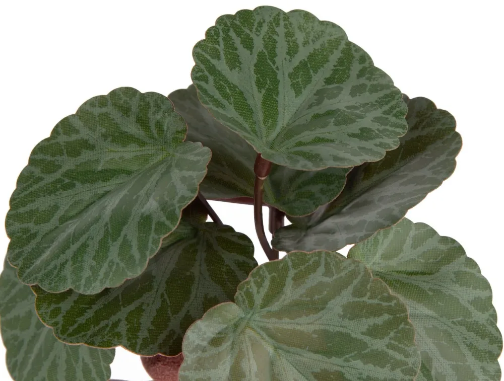 COCOmaison Saxifrage Mini Bush H13cm fleur - Vert Best