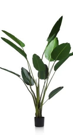 COCOmaison Strelitzia Nicolai H150cm - Vert Best
