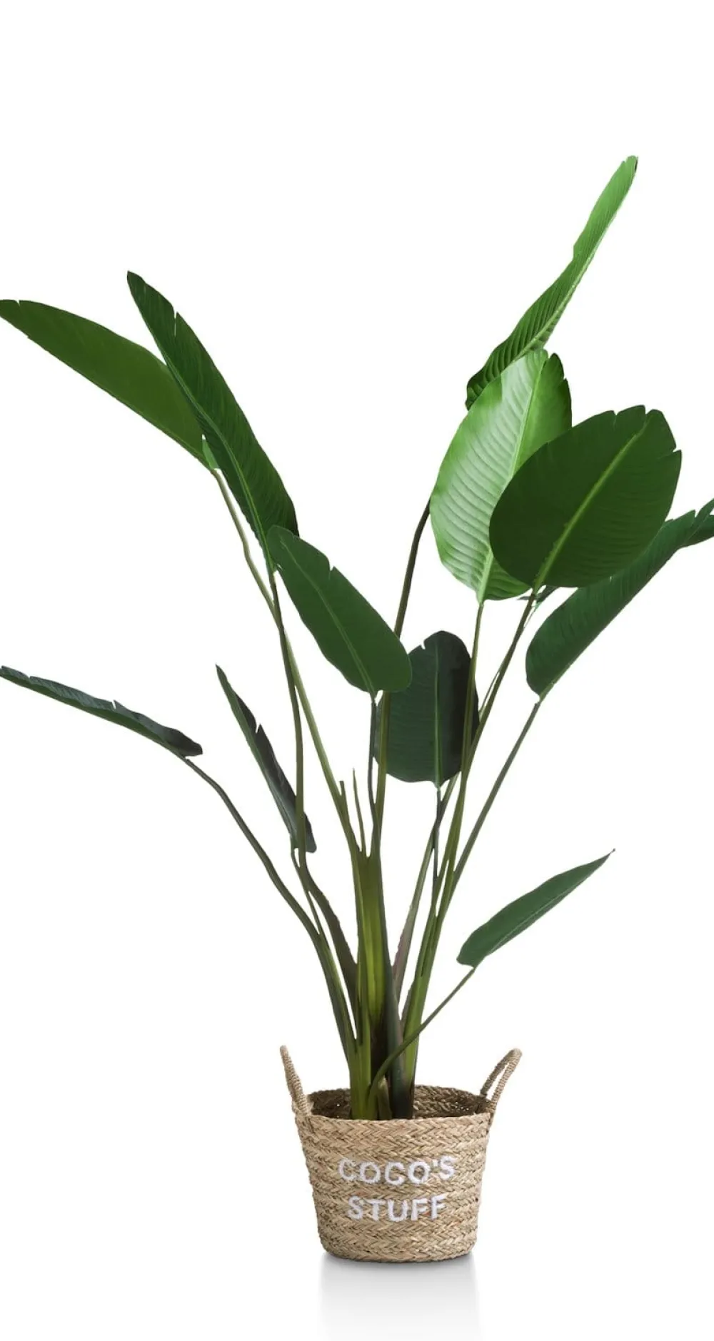 COCOmaison Strelitzia Nicolai H150cm - Vert Best