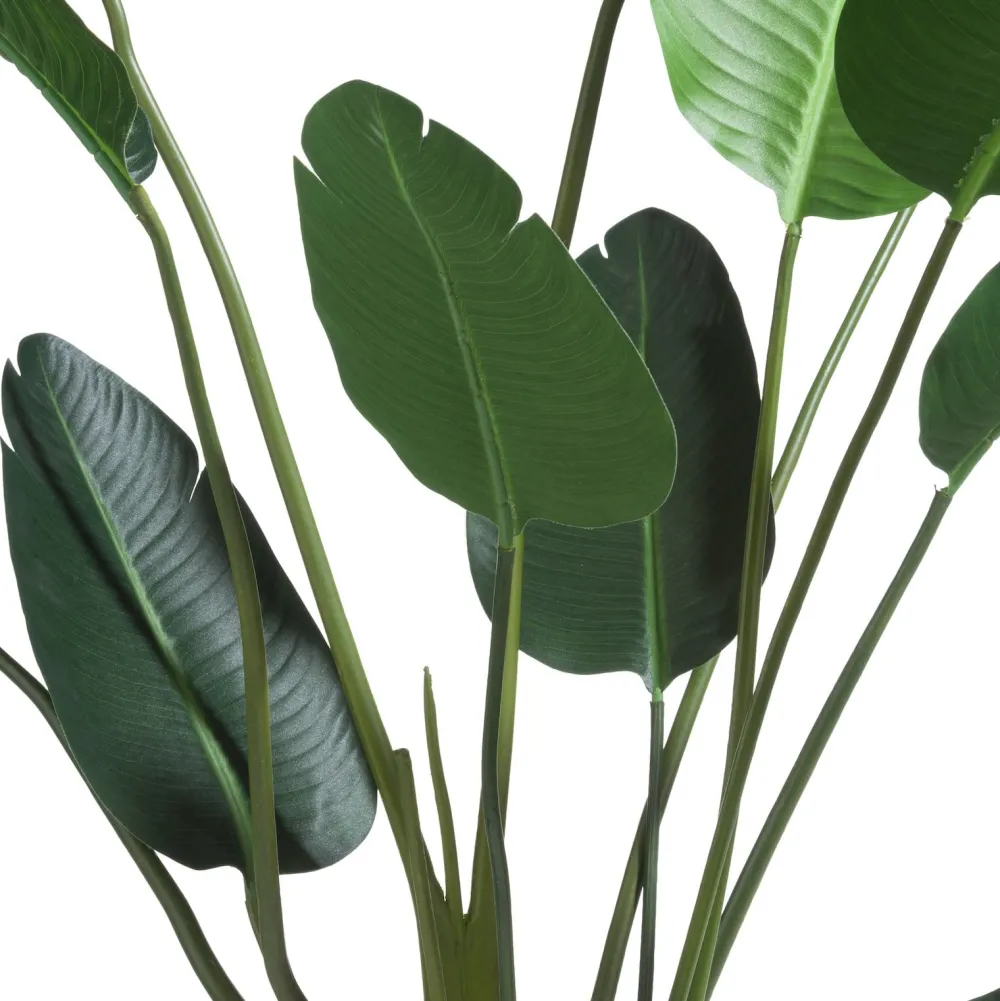 COCOmaison Strelitzia Nicolai H150cm - Vert Best
